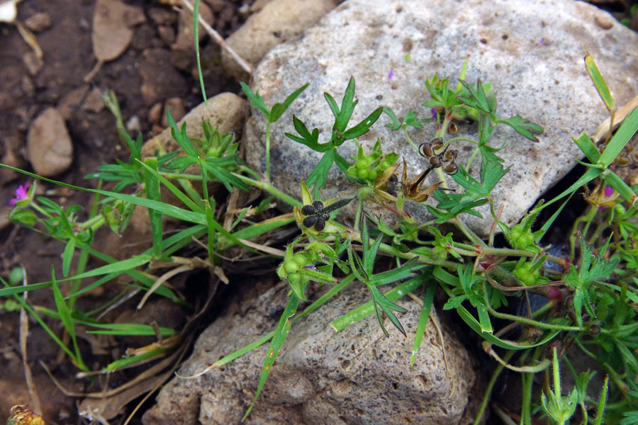 Geranium dissectum